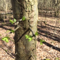Hawthorne buds are bursting from their buds in the wood; such a marvellous shimmer of fresh green.