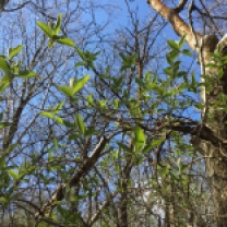 Blue sky through spring honeysuckle...