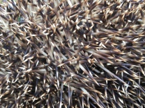 Wow! Had a visit from a hedgehog today. Look at those prickles! I love the simple ingenuity of evolution…