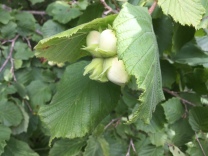 Autumn’s bounty is well on its way – though whether these hazel nuts last through to ripening is another question. The squirrels don’t seem to mind them green…