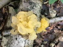 I was surprised to see jelly appearing in the wood today, but it’s such a pretty yellow! (Shame about the name – yellow brain anyone?)