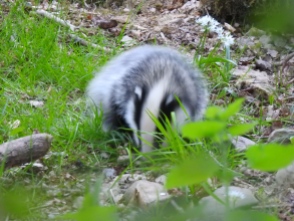 We have seven baby badgers at least this year - fabulous fluffy cannonballs!